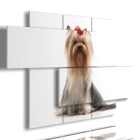 Bild mit einem Foto eines Yorkshire-Terriers