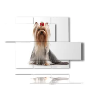 foto de perro Yorkshire