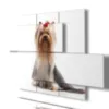 Tableaux avec des photos de chien Yorkshire