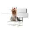 painting with yorkshire dog pictures - version: 7 pannelli 180x106cm