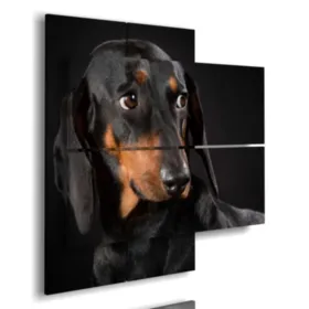 Tableau avec photo d''un chien basset à poil court.