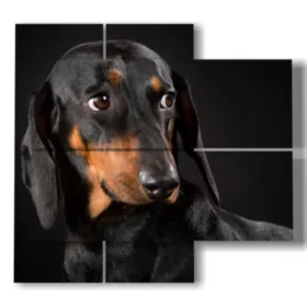 foto de perro dachshund