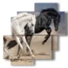 tableaux representant des chevaux courant vers de nouvelles aventures - version: 4 pannelli 77x78cm