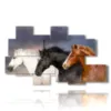 tableau cheval vous choisissez votre favori - version: 8 pannelli 171x100cm