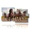 tableaux sur toile chevaux marron - version: 10 pannelli 183x100cm