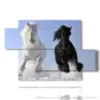 quadro con due cavalli black and white - version: 5 pannelli 128x85cm
