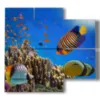 coral reef fish paintings - version: 4 pannelli 91x85cm