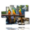 tableaux avec oiseaux perroquets - version: 6 pannelli 129x94cm