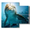 dolphins playing with the camera - version: 4 pannelli 91x85cm