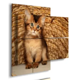 quadro gatto nel cesto