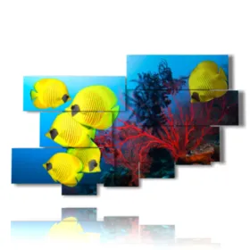 imágenes cuadros con peces