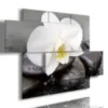 Tableaux avec des fleurs blanches et des orchidé es.