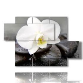 quadri con fiori bianchi