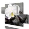 impressions avec des fleurs blanches