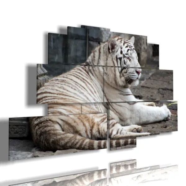Cuadros de tigre tendida