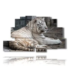 Cuadros de tigre