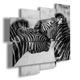 immagini animali zebre