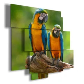 cuadros de loros coloridos