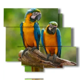cuadros de loros