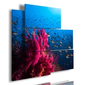 Imágenes cuadros con peces en el Mediterráneo.