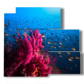 images de tableaux avec des poissons