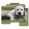 paintings of dogs and cats playing in a meadow - version: 5 pannelli 89x77cm