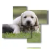 paintings of dogs and cats playing in a meadow - version: 4 pannelli 94x77cm