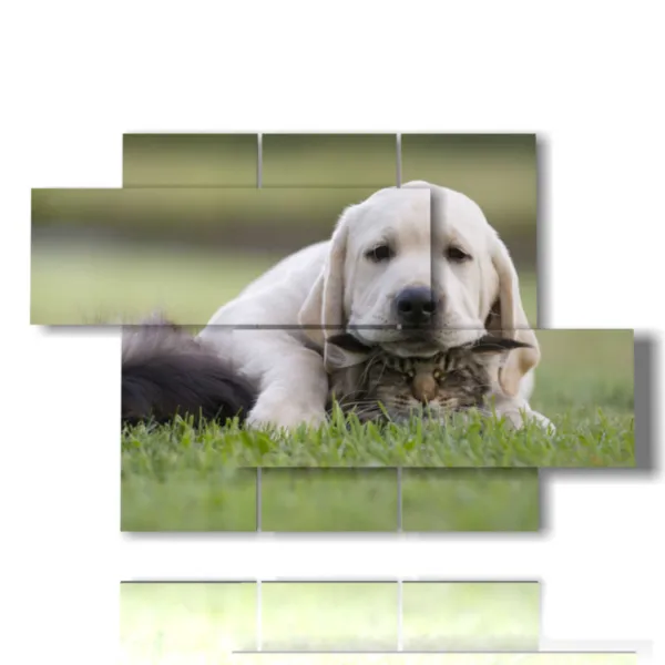 quadri di cani e gatti