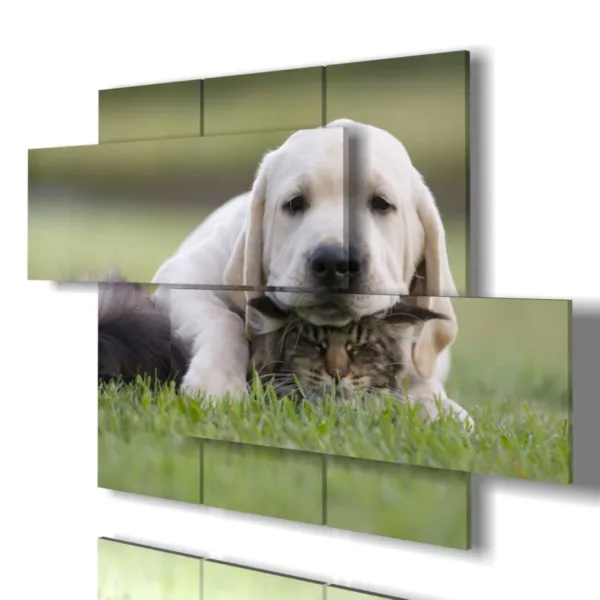 stampe di cani e gatti