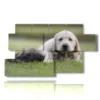 paintings of dogs and cats playing in a meadow - version: 7 pannelli 157x90cm