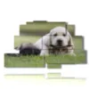 paintings of dogs and cats playing in a meadow - version: 9 pannelli 173x103cm