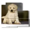 paintings with puppy dog - version: 5 pannelli 102x93cm