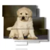 paintings with puppy dog - version: 6 pannelli 113x99cm