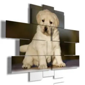 cuadros con cachorro de perro