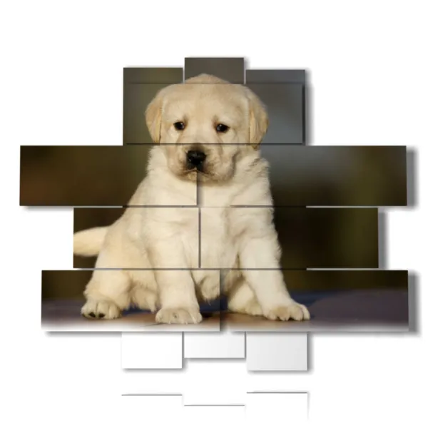Cuadros con perro
