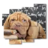 painting of a studious dog - version: 5 pannelli 106x98cm