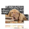 tableau d un chien studieux - version: 5 pannelli 128x85cm