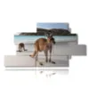 modern animal paintings in australia - version: 12 pannelli 220x119cm