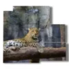 tableaux d animaux africains avec leopard - version: 5 pannelli 102x93cm