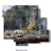 afrikanische tierbilder mit leoparden - version: 6 pannelli 113x99cm
