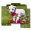 paintings dog very sweet with flowers - version: 5 pannelli 89x77cm