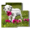 tableaux chien le plus doux avec des fleurs - version: 5 pannelli 102x93cm