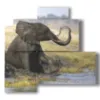 painting with seated elephant - version: 4 pannelli 83x78cm
