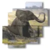 quadro con elefante seduto - version: 4 pannelli 77x78cm