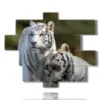 bilder tiger paarweise - version: 12 pannelli 175x146cm