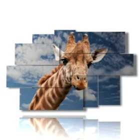 quadri di animali colorati