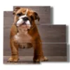 tableau de chien mignon - version: 5 pannelli 102x93cm