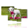 paintings dog very sweet with flowers - version: 7 pannelli 171x102cm