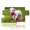 bilder suesser hund mit blumen - version: 7 pannelli 157x90cm
