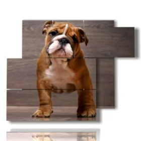 Haustier-Kuhlschrank oder Hundekasten.